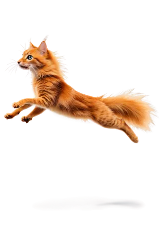 firestar,garrison,leaper,firecat,flying dog,firefox,foxhunting,foxmeyer,vulpes vulpes,a fox,foxhunter,foxen,leaping,foxl,foxed,vulpes,outfox,the red fox,outfoxed,thunderclan,Photography,Artistic Photography,Artistic Photography 10