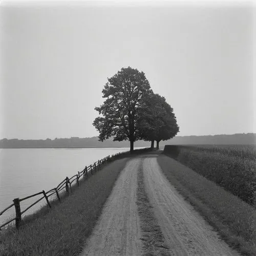 random image ,a path by the water with a tree on the side,lubitel 2,rollei,coigny,bleckmann,pinhole,kertesz,erwitt,stieglitz,kleinbild film,brassai,steidl,sebald,kenro,isolated tree,bernheim,sonderweg