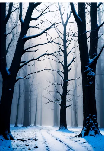 winter forest,winter background,winter landscape,snow trees,snow landscape,wintry,snowy landscape,winter dream,winter magic,hoarfrost,winter wonderland,snow scene,winters,winterblueher,night snow,midnight snow,foggy forest,northern black forest,winter,treemsnow,Conceptual Art,Fantasy,Fantasy 21