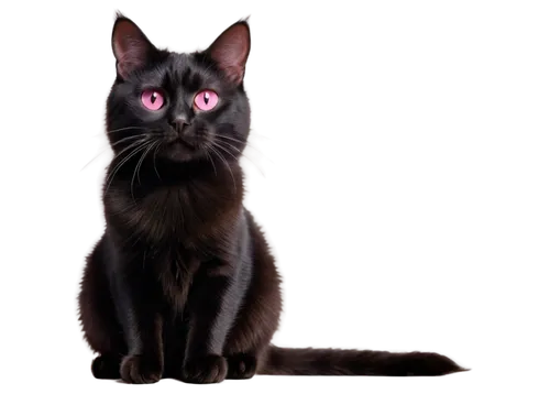 ravenpaw,pyewacket,yellow eyes,black cat,brambleclaw,lumo,cat vector,melanism,bagheera,dark portrait,shadowclan,graystripe,oscura,salem,halloween black cat,red eyes,cat's eyes,siamese cat,mirada,fire red eyes,Illustration,American Style,American Style 12