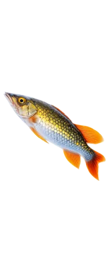 dartfish,needlefish,pikeminnow,muskellunge,gar,fjord trout,pike,rapala,etheostoma,rasbora,sanma,characidae,nigriceps,gudgeon,salmoneus,stickleback,pseudagrion,baitfish,salmonidae,topminnow,Art,Classical Oil Painting,Classical Oil Painting 05