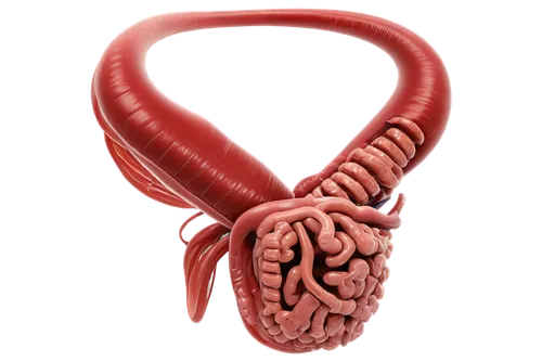 duodenal,ercp,duodenum,gastrectomy,arteriovenous,ileum,pseudoknot,human internal organ,enterocolitis,endarterectomy,placental,ureter,diverticulitis,diverticula,leucotomy,aorta,nephron,esophagus,hypercholesterolemia,arteriole,Conceptual Art,Oil color,Oil Color 07