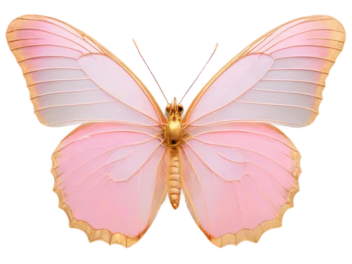 pink butterfly,butterfly vector,butterfly clip art,hesperia (butterfly),vanessa (butterfly),cupido (butterfly),chelydridae,lepidoptera,melanargia,flutter,limenitis,euphydryas,french butterfly,promethea silkmoth,chloris chloris,cyprinidae,lepidopterist,butterflay,butterfly background,butterfly moth,Photography,Black and white photography,Black and White Photography 14