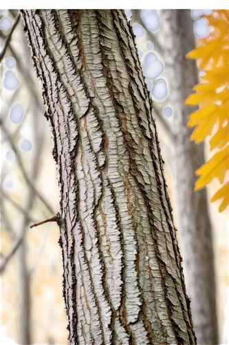 birch sap,birch tree background,slippery elm,birch trunk,shellbark hickory,birch tree,tree texture,silver maple,sweet birch,birch tree illustration,branch swirls,birch bark,maple leave,ash-maple trees,river birch,deciduous tree,deciduous trees,tree bark,dry branch,swamp birch,Illustration,Black and White,Black and White 21