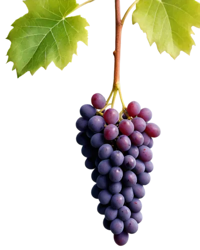 grapes icon,wine grape,purple grapes,wine grapes,grape vine,red grapes,grape seed extract,grapes,vitis,grape hyancinths,grapevines,table grapes,vineyard grapes,blue grapes,grape seed oil,fresh grapes,isabella grapes,grape vines,grape turkish,to the grape,Photography,Black and white photography,Black and White Photography 10