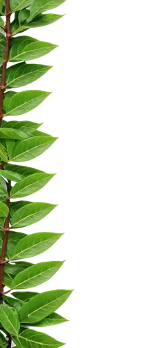 Rosewood tree, exotic, rare, tropical, dark brown trunk, intricate branch patterns, vibrant green leaves, pointed tips, waxy texture, soft focus, warm lighting, 3/4 composition, shallow depth of field