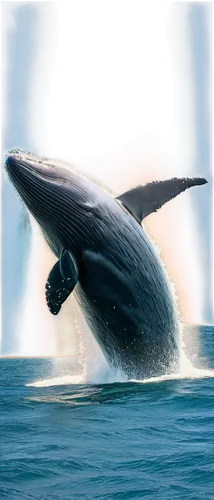 humpback whale,humpback,cetacean,grey whale,blue whale,pilot whale,a flying dolphin in air,whale fluke,marine mammal,white-beaked dolphin,tursiops truncatus,northern whale dolphin,bottlenose dolphin,whale,short-finned pilot whale,cetacea,dorsal fin,bottlenose,whale tail,oceanic dolphins,Conceptual Art,Oil color,Oil Color 16