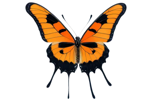 butterfly vector,butterfly clip art,orange butterfly,euphydryas,viceroy (butterfly),vanessa (butterfly),hesperia (butterfly),vanessa atalanta,butterfly isolated,polygonia,butterfly background,lepidoptera,butterfly moth,isolated butterfly,papillon,brush-footed butterfly,melitaea,cupido (butterfly),french butterfly,heliconius hecale,Art,Artistic Painting,Artistic Painting 20
