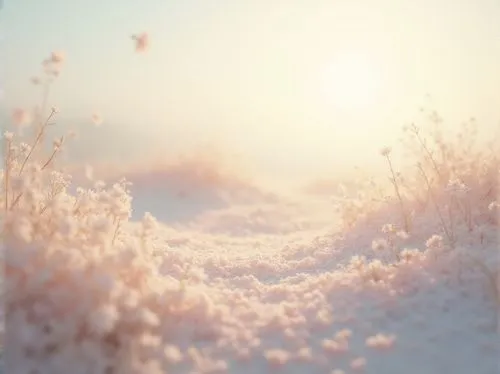 fragrant snow sea,cottongrass,ground frost,cotton grass,morning frost,volumetric,frost,snowfield,snow fields,snow landscape,ice landscape,hoarfrost,frostiness,salt flower,frozen morning dew,froth,pastel wallpaper,winter dream,snowdrift,crystalline,Photography,General,Realistic