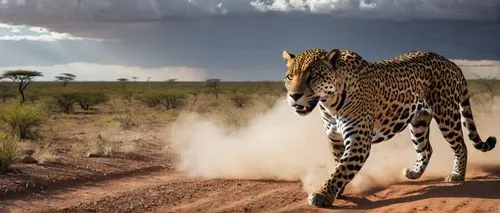 mahlathini,etosha,amboseli,serengeti,tsavo,samburu,tingatinga,leopardus,gepard,wild cat,hosana,ruaha,pejeta,wild animals crossing,zwelithini,mvula,babiker,kgalagadi,namibia,bogoria,Photography,General,Realistic