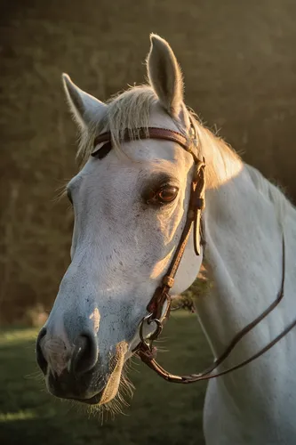 haflinger,albino horse,a white horse,portrait animal horse,quarterhorse,warm-blooded mare,andalusians,arabian horse,palomino,equine,appaloosa,buckskin,white horse,bridle,gelding,przewalski's horse,ara