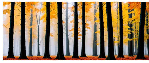 birch forest,autumn forest,birch trees,autumn trees,beech trees,coniferous forest,row of trees,aspens,pine trees,forest background,pine forest,autumn background,birch tree background,deciduous forest,mixed forest,forest landscape,spruce forest,copses,fir forest,larches,Illustration,Retro,Retro 21