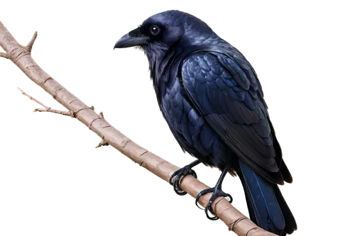 hyacinth macaw,blue parrot,bluejay,3d crow,blue macaw,blue jay,ravenclaw,woodswallow,corvidae,drongo,blue buzzard,carrion crow,american crow,jackdaw,blue bird,alcedo,great-tailed grackle,common raven,blue parakeet,night bird,Conceptual Art,Sci-Fi,Sci-Fi 20