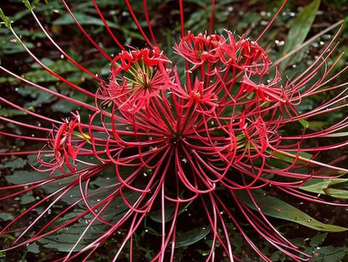 red spider lily,euphorbia splendens,xanthorrhoeaceae,spider flower,grevillea,cockspur coral tree,bromeliaceae,aloe barbadensis,urticaceae,red blooms,ericaceae,aloe polyphylla,ranunculaceae,fabaceae,protea,passifloraceae,cuba flower,western red lily,prickly flower,firecracker flower