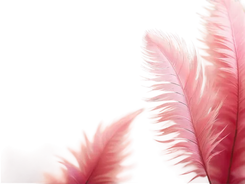 pink grass,chrysanthemum background,pink floral background,floral digital background,feather carnation,flowers png,tropical floral background,fringed pink,tulip background,japanese floral background,flower background,abstract flowers,flower wallpaper,floral background,spiral background,parrot feathers,pink background,pink petals,color feathers,flamingos,Art,Artistic Painting,Artistic Painting 34