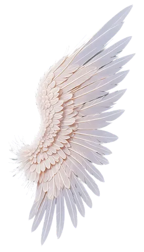 angel wing,angel wings,winged,dove of peace,bird wings,wings,white feather,winged heart,feather,bird wing,feather jewelry,wingtip,prince of wales feathers,feather headdress,limenitis,feathers,wing,feathers bird,bird png,harpy,Unique,Pixel,Pixel 04