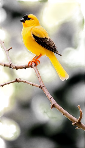 Canary, small bird, yellow feathers, brown wings, black head, cute beak, perched on branch, solo, morning sunlight, soft focus, shallow depth of field, warm color tone, 3/4 composition, gentle posture