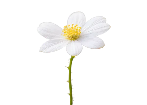 wood daisy background,daisy flower,camomile flower,oxeye daisy,marguerite daisy,white flower,minimalist flowers,common daisy,white cosmos,shasta daisy,ox-eye daisy,leucanthemum,flower wallpaper,flower background,margueritte,daisy heart,delicate white flower,daisylike,daisy flowers,white daisies,Art,Classical Oil Painting,Classical Oil Painting 38