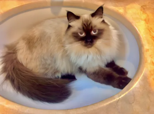 birman,himalayan persian,washlet,sinkler,washtubs,sink,bidet,british longhair cat,bedpans,tubs,basin,toxoplasmosis,bathtubs,tubmex,in the bowl,bath with milk,eukanuba,wash basin,washtub,tub