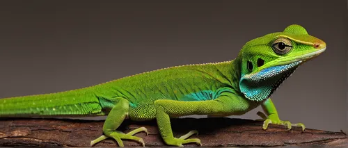 Picture of a Baracoa knight anole (Anolis baracoae) from a private collection.,green crested lizard,day gecko,european green lizard,emerald lizard,ring-tailed iguana,green lizard,green iguana,panther 