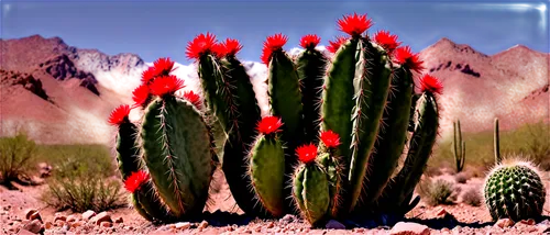 cactus digital background,desert plant,flowerful desert,organ pipe cactus,cactaceae,desert plants,desert flower,cacti,echinocereus,red cactus flower,cactuses,ferocactus,dutchman's-pipe cactus,sclerocactus,sonoran desert,cactus,cactus flowers,ocotillo,cylindropuntia,cholla,Art,Artistic Painting,Artistic Painting 44