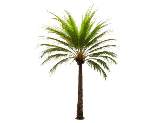 Palm tree, solo, tall, slender trunk, green leaves, feathery plumes, golden coconuts, morning dew, soft sunlight, 3/4 composition, shallow depth of field, warm color tone, cinematic lighting, slightly