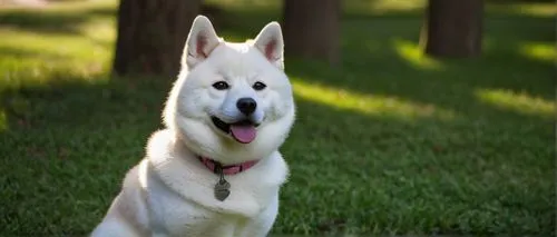 korean jindo dog,berger blanc suisse,canaan dog,white shepherd,akita inu,labrador husky,siberian husky,northern inuit dog,canadian eskimo dog,sakhalin husky,west siberian laika,malamute,east siberian laika,saarloos wolfdog,seppala siberian sleddog,norwegian elkhound,kishu,greenland dog,kunming wolfdog,czechoslovakian wolfdog,Photography,Artistic Photography,Artistic Photography 13