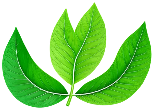 mape leaf,lotus leaf,tropical leaf,coconut leaf,tropical leaf pattern,fan leaf,walnut leaf,leaf background,fig leaf,custody leaf,palm leaf,green leaf,chestnut leaf,jungle leaf,banana leaf,lotus png,magnolia leaf,bo leaf,four-leaf,spring leaf background,Illustration,Vector,Vector 10