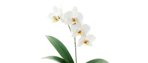 lily of the valley,lilies of the valley,muguet,lily of the field,grass lily,madonna lily,lily of the desert,garden star of bethlehem,ornithogalum,coelogyne,maxillaria,tulip background,lilly of the valley,flowers png,grape-grass lily,star of bethlehem,jonquils,tuberose,easter lilies,aquatic plant,Unique,Paper Cuts,Paper Cuts 05