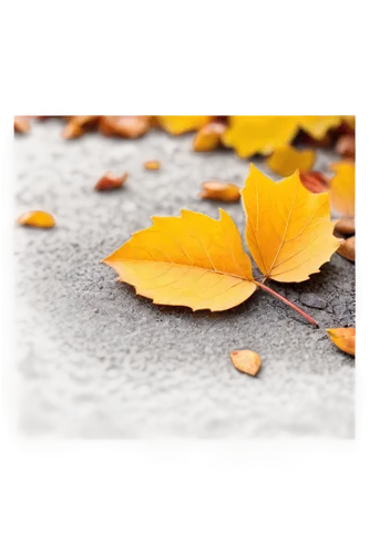 Autumn leaves, solo, vibrant orange, red, yellow, brown, curled up edges, delicate veins, scattered on ground, crunchy texture, warm sunlight, soft focus, shallow depth of field, 3/4 composition, cine