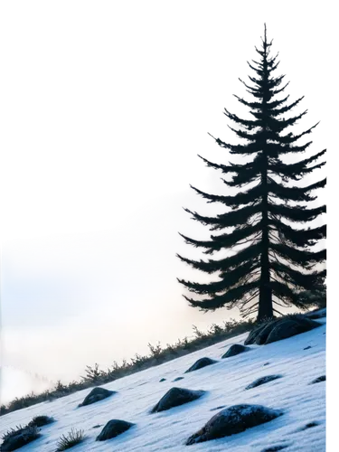 fir forest,fir tree silhouette,blue spruce,spruce trees,fir trees,snow in pine trees,pine trees,fir tree,coniferous forest,pine tree,watercolor pine tree,spruce forest,spruce tree,isolated tree,evergreen trees,snow trees,winter background,coniferous,winter forest,cedars,Conceptual Art,Fantasy,Fantasy 28