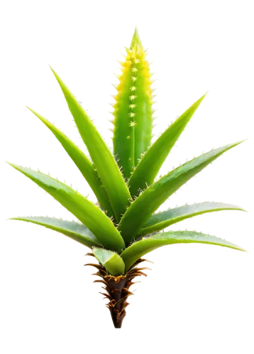 aloe vera leaf,aloe,pineapple plant,pineapple background,torch aloe,cactus digital background,pineapple lily,aloes,asparagaceae,pinya,pineapple wallpaper,macrozamia,cycas,hostplant,cryptanthus,dracaena,zamia,cycad,dracena,tenuifolia,Photography,Black and white photography,Black and White Photography 01