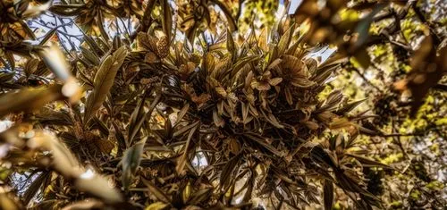 dried plant,dried grass,corn stalks,phragmites,forage corn,dry leaves,harvest mouse,mung beans,strands of wheat,dry grass,dried cassia,dried leaves,seed-head,sorghum,wheat ears,north sea oats,wheat gr