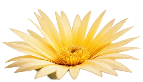 chrysanthemum background,yellow gerbera,wood daisy background,oxeye daisy,sunflower lace background,camomile flower,daisy flower,ox-eye daisy,yellow calendula flower,calenduleae,calendula,marguerite daisy,leucanthemum,arnica,yellow chrysanthemum,margueritte,common daisy,calendula flower,xerochrysum bracteatumm,helianthus,Illustration,Realistic Fantasy,Realistic Fantasy 26