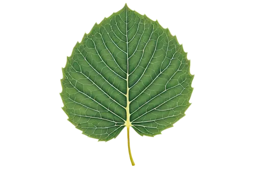 walnut leaf,chestnut leaf,custody leaf,fig leaf,grape leaf,mammoth leaf,mape leaf,foliage leaf,leaf pattern,fan leaf,round leaved liverleaf,magnolia leaf,tropical leaf,leaf drawing,beech leaf,tropical leaf pattern,leaf,jungle leaf,chestnut leaves,leaf vegetable,Illustration,American Style,American Style 13