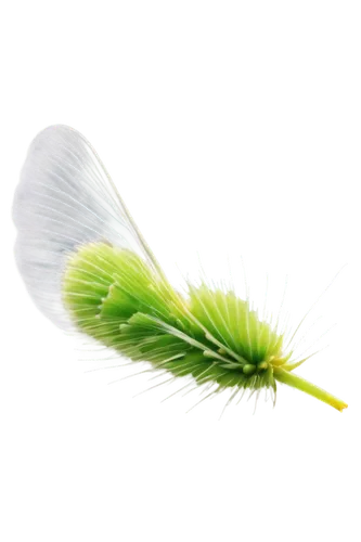 feather bristle grass,cyperus,spikelet,dandelion background,dandelion parachute ball,lacewing,darwinia,boligee,dandelion flying,petiole,peacock feather,spring leaf background,blade of grass,tinkerbell,lacewings,sedges,sylph,fairy peacock,hackle,myriophyllum,Illustration,Black and White,Black and White 18