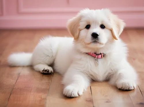 golden retriever puppy,goldendoodle,great pyrenees,cute puppy,tibetan terrier,golden retriever,coton de tulear,havanese,labradoodle,old english sheepdog,livestock guardian dog,golden retriver,cavapoo,poodle crossbreed,blonde dog,pyrenean mastiff,cavachon,miniature poodle,lhasa apso,pet vitamins & supplements,Art,Artistic Painting,Artistic Painting 46