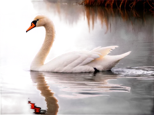 swan on the lake,mute swan,white swan,swan lake,trumpeter swan,swan,cisne,swan pair,swanning,young swan,trumpeter swans,mourning swan,swan cub,constellation swan,swan chick,swansong,trumpet of the swan,swan feather,swans,swanee,Illustration,Black and White,Black and White 31