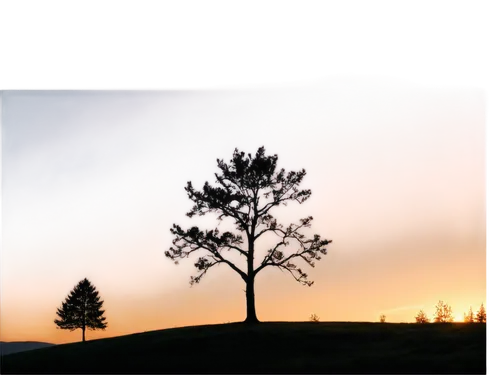 lone tree,fir tree silhouette,isolated tree,lonetree,pine tree,watercolor pine tree,landscape background,tree silhouette,small tree,old tree silhouette,dusk background,treeline,fir tree,pine trees,nature background,albero,arbre,larch tree,tree,brown tree,Illustration,Children,Children 06