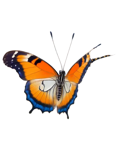 butterfly vector,orange butterfly,butterfly background,euphydryas,vanessa atalanta,polygonia,boloria,butterfly isolated,junonia,butterfly clip art,morphos,french butterfly,garrisoned,hypolycaena,dryas julia,tortoiseshell,lycaena,vanessa cardui,cotingidae,transparent background,Illustration,Retro,Retro 01