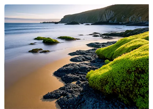 flysch,beach grass,beach landscape,coastal landscape,intertidal,greens beach,montara,sandwort,black beach,solva,jurassic coast,belcove,boscastle,ipix,aberdaron,sceleton coast,clifftops,pentire,seascapes,beach erosion,Illustration,Realistic Fantasy,Realistic Fantasy 11