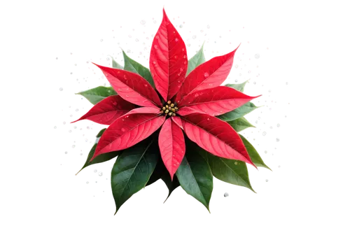 natal lily,poinsettia,christmas flower,flower of christmas,poinsettia flower,wreath vector,christmas snowflake banner,red snowflake,christmas motif,holly wreath,christmas banner,american holly,advent star,star anise,christmas star,moravian star,xmas plant,flowers png,christmas pattern,christmas border,Photography,General,Commercial