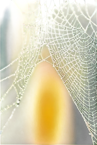 spider silk,web,spider's web,spider web,spiderweb,morning dew in the cobweb,cobwebbed,webs,spiderwebs,webbed,cobwebs,cobweb,spider net,web element,spidery,spider network,webcrawler,webbing,spiderlings,mood cobwebs,Illustration,Abstract Fantasy,Abstract Fantasy 16