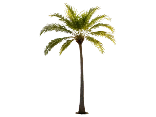 palm tree vector,palmtree,palm tree,potted palm,palm,fan palm,coconut palm tree,wine palm,palm pasture,coconut palm,toddy palm,easter palm,palm in palm,giant palm tree,oleaceae,coconut tree,coconut palms,tropical tree,cartoon palm,desert palm,Conceptual Art,Daily,Daily 16