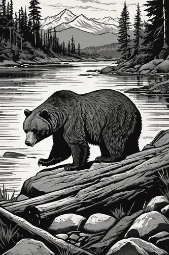 kodiak bear,nordic bear,bear kamchatka,kodiak,great bear,grizzly bear,grizzly,silvertip fir,american black bear,cool woodblock images,brown bear,bear guardian,bear,alaska,grizzlies,hand-drawn illustration,bear market,illustration,book illustration,beaver,Illustration,American Style,American Style 05