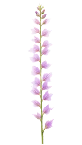 stylidium,spineflower,citronella,flowers png,menziesii,light purple,softspikes,orchidaceae,vervain,liatris,asparagaceae,crown chakra flower,defends,luminous garland,lampsacus,pinnate ornamental flower,liatris spicata,piperia,equisetum,stylidiaceae,Art,Classical Oil Painting,Classical Oil Painting 11