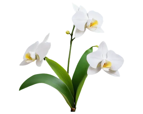 lily of the valley,lilies of the valley,flowers png,lilly of the valley,white orchid,muguet,flower wallpaper,lily of the field,white lily,doves lily of the valley,easter lilies,peace lily,madonna lily,flower background,orchid flower,mixed orchid,peace lilies,lily of the desert,butterfly orchid,white flower,Illustration,Realistic Fantasy,Realistic Fantasy 22