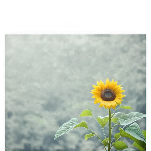 small sun flower,helianthus,stored sunflower,sunflower lace background,sunflower,sun flower,sun flowers,helianthus occidentalis,yellow calendula flower,helianthus sunbelievable,flowers sunflower,yellow gerbera,yellow flower,rudbeckia,helianthus annuus,sunflowers,calenduleae,sunflowers in vase,sunflower paper,erdsonne flower,Conceptual Art,Daily,Daily 10