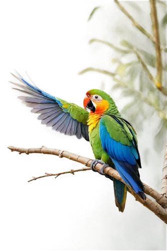 green rosella,eastern rosella,south american parakeet,tasmanian rosella,red-throated barbet,rainbow lorikeet,macaw hyacinth,kakariki parakeet,rosella,gouldian finch,lorikeet,beautiful macaw,yellowish green parakeet,macaws of south america,yellow green parakeet,beautiful yellow green parakeet,sun parakeet,blue and gold macaw,beautiful parakeet,crimson rosella,Photography,Documentary Photography,Documentary Photography 10