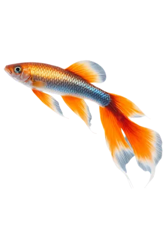 tobaccofish,diamond tetra,fjord trout,oncorhynchus,ornamental fish,cichla,freshwater fish,koi carp,blue stripe fish,trout breeding,capelin,redfish,koi carps,pacific saury,coastal cutthroat trout,wrasse,koi fish,cutthroat trout,gar,fish oil,Conceptual Art,Graffiti Art,Graffiti Art 06